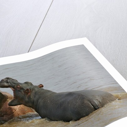 Two Hippopotami Fighting in Water by Anonymous