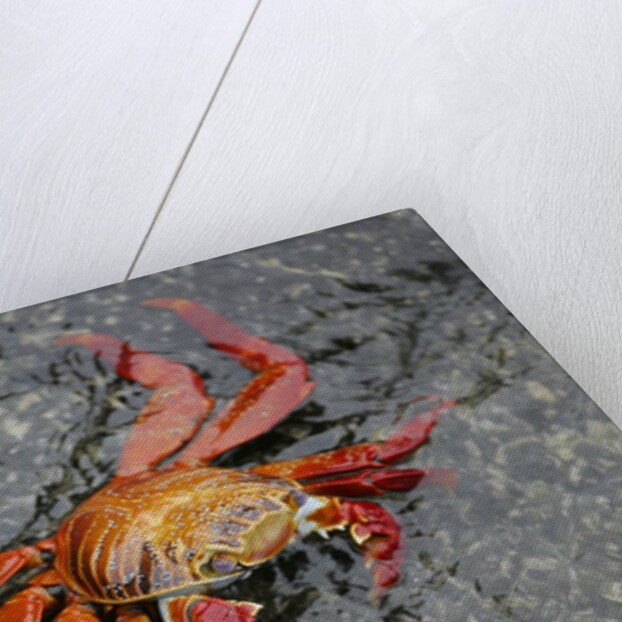 Sally Lightfoot Crab by Anonymous