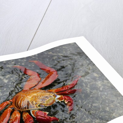 Sally Lightfoot Crab by Anonymous
