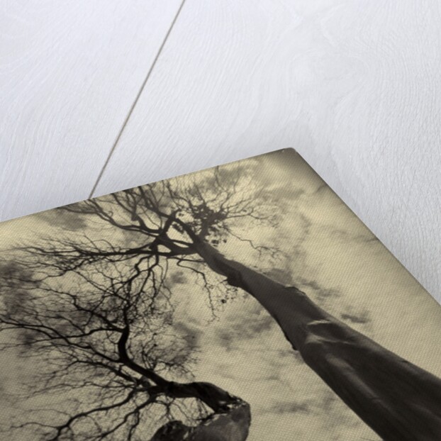 Madrona Trees by Kevin Cruff