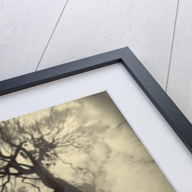 Madrona Trees by Kevin Cruff