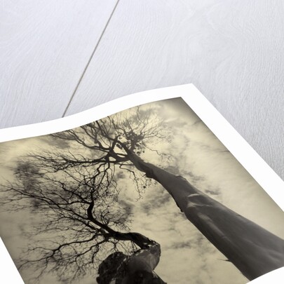 Madrona Trees by Kevin Cruff