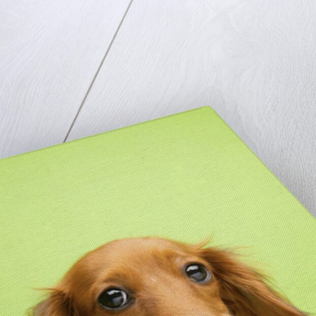 Adorable Cutey Patooty by Anonymous