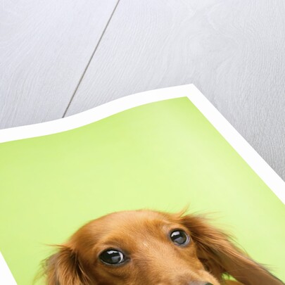 Adorable Cutey Patooty by Anonymous