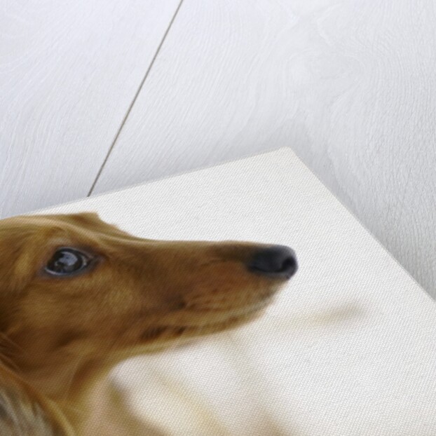 Dachshund by Anonymous