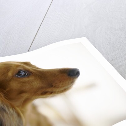 Dachshund by Anonymous