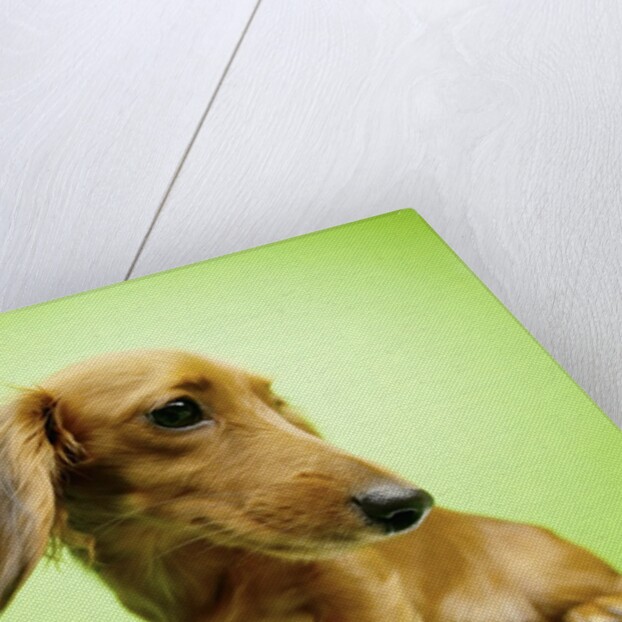 Cute Dachshund by Anonymous