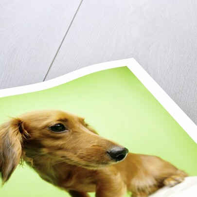 Cute Dachshund by Anonymous
