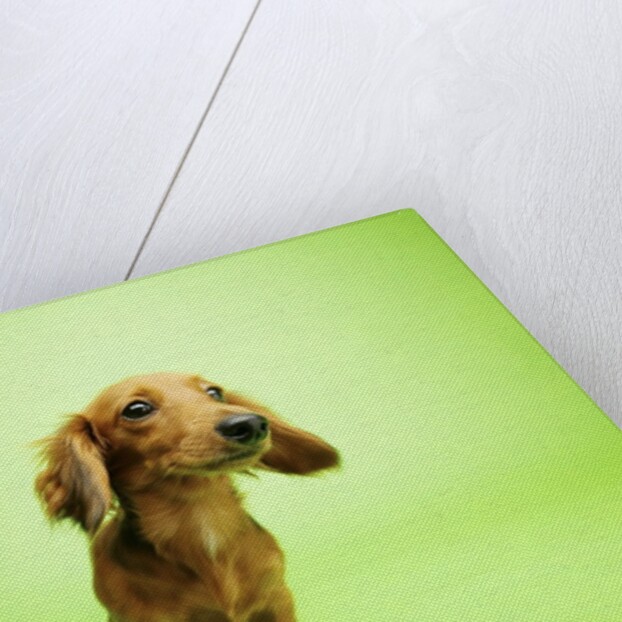 Dachshund by Anonymous