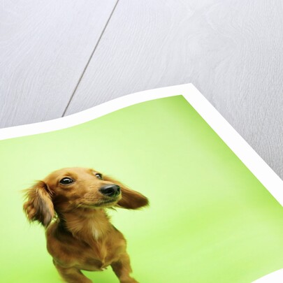 Dachshund by Anonymous