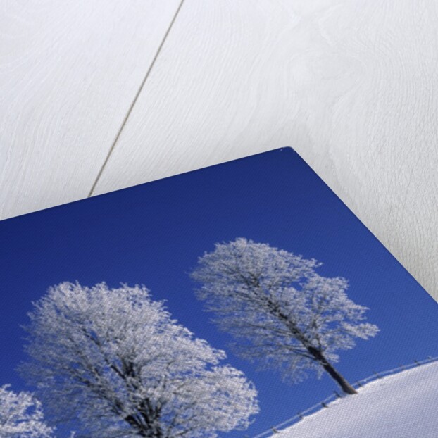 Hoar Frost on Trees by Anonymous