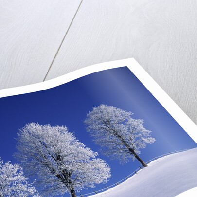 Hoar Frost on Trees by Anonymous