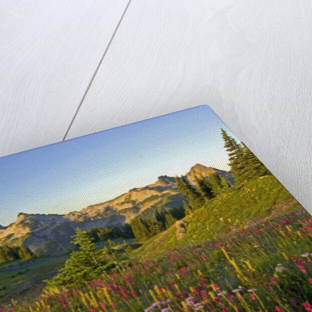 Wildflowers and Tatoosh Range by Anonymous