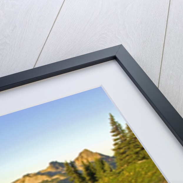 Wildflowers and Tatoosh Range by Anonymous