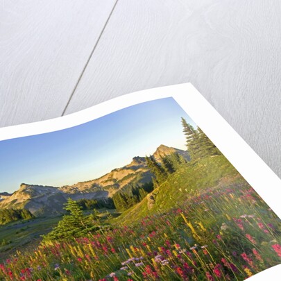 Wildflowers and Tatoosh Range by Anonymous