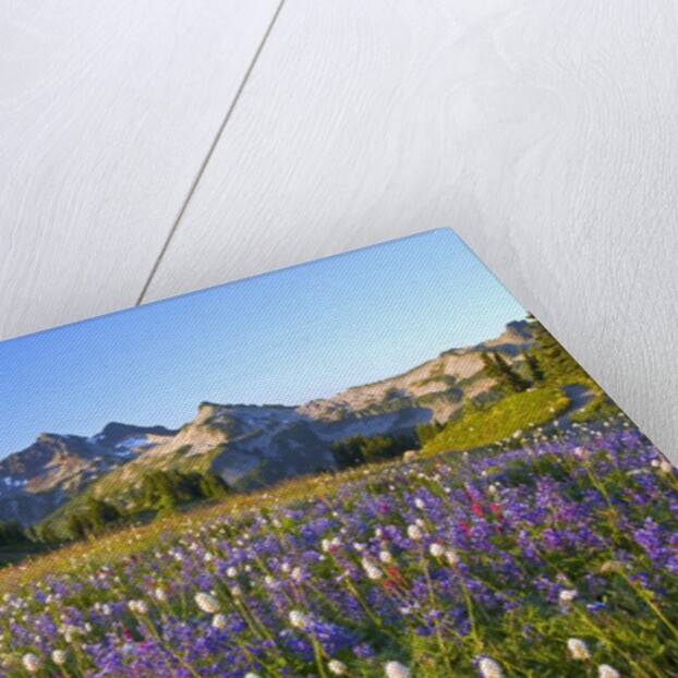 Wildflowers and Tatoosh Range by Anonymous