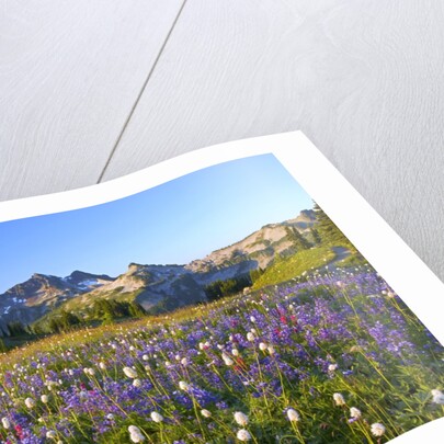Wildflowers and Tatoosh Range by Anonymous