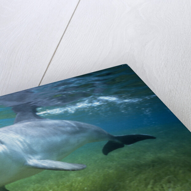 Bottlenosed Dolphin by Anonymous