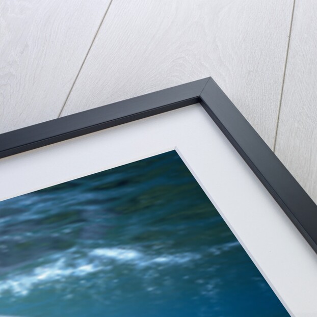 Bottlenosed Dolphin by Anonymous