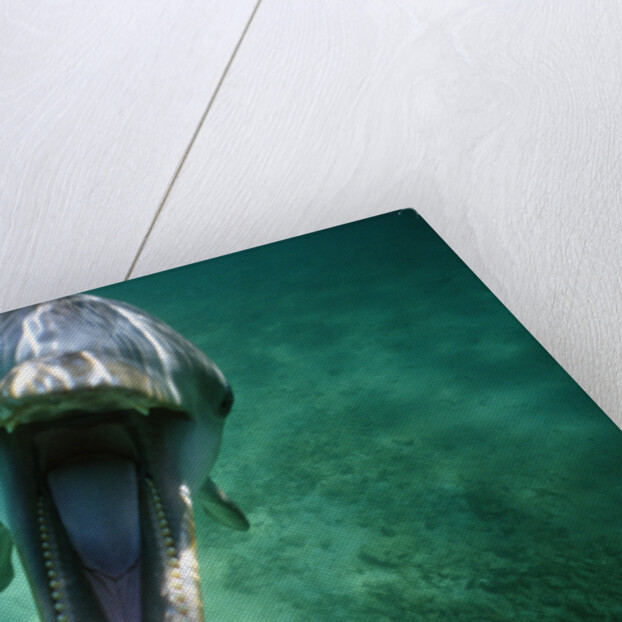 Bottlenosed Dolphin with Mouth Open by Anonymous