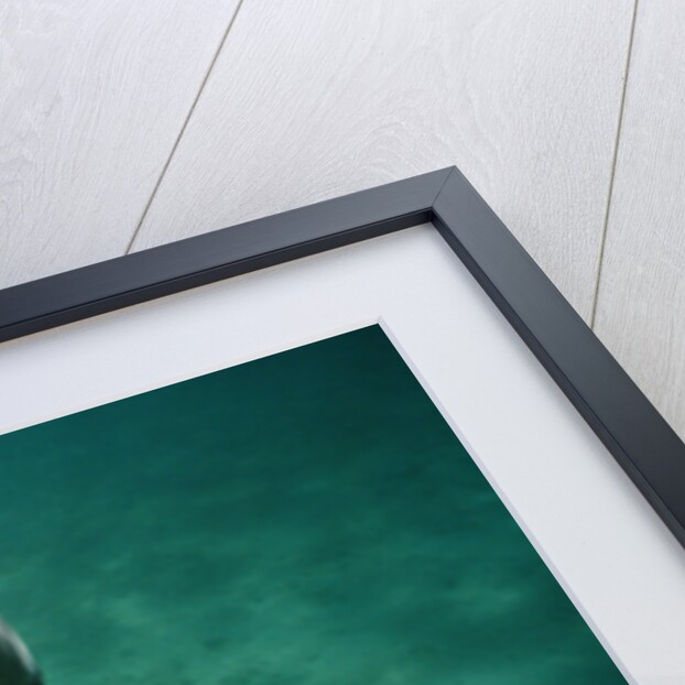 Bottlenosed Dolphin with Mouth Open by Anonymous