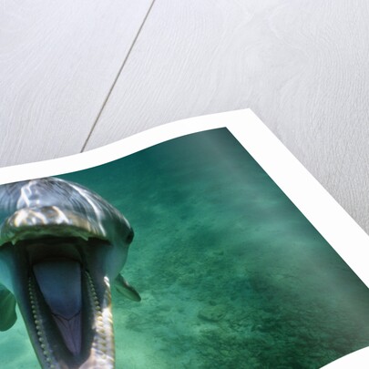Bottlenosed Dolphin with Mouth Open by Anonymous