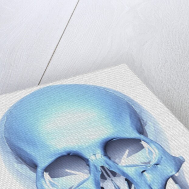 Skull by Anonymous