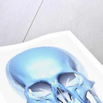 Skull by Anonymous