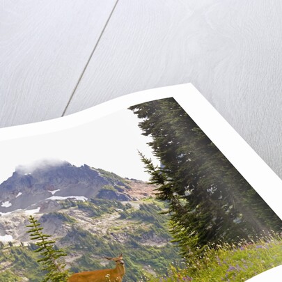 Deer and Pinnacle Peak by Anonymous