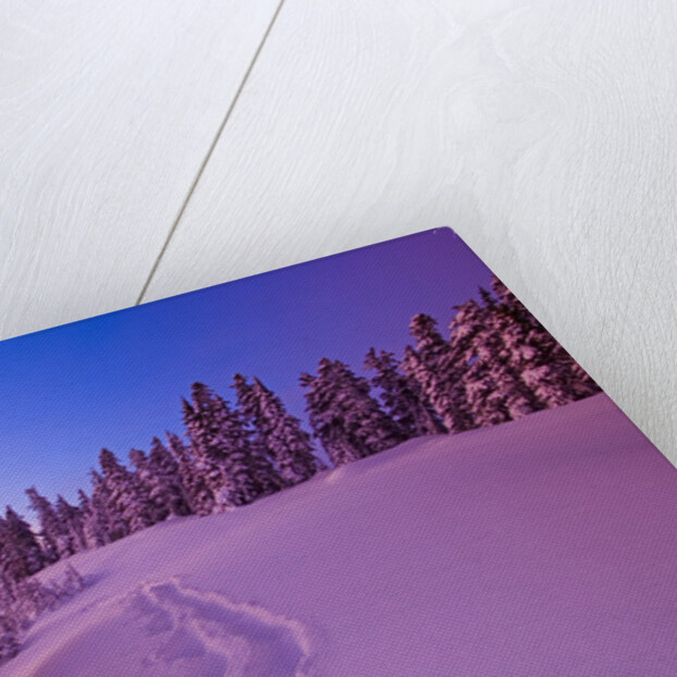 Snow-Covered Trees at Dawn by Anonymous
