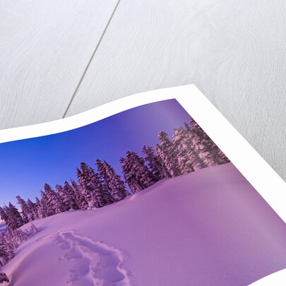 Snow-Covered Trees at Dawn by Anonymous