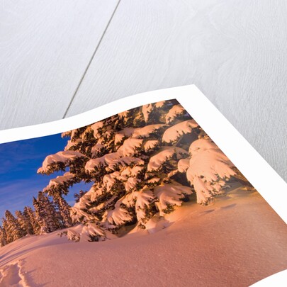 Snow-Covered Trees at Sunrise by Anonymous