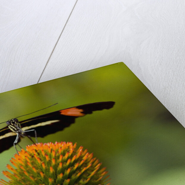 Small Postman Butterfly on Coneflower by Anonymous
