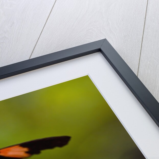 Small Postman Butterfly on Coneflower by Anonymous