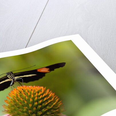 Small Postman Butterfly on Coneflower by Anonymous