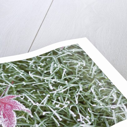 Frost on Leaf and Grass by Anonymous