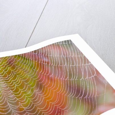 Dew on Spiderweb by Anonymous
