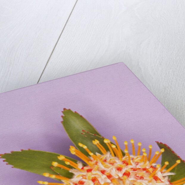 Protea Flower by Anonymous