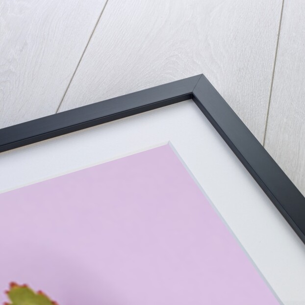 Protea Flower by Anonymous