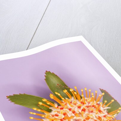 Protea Flower by Anonymous