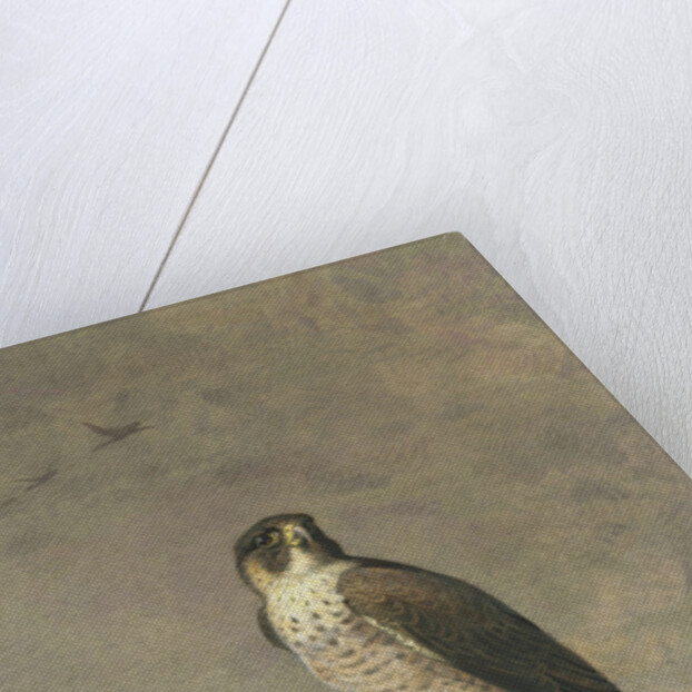 Peregrine and Teal by Archibald Thorburn