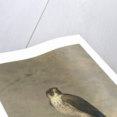 Peregrine and Teal by Archibald Thorburn