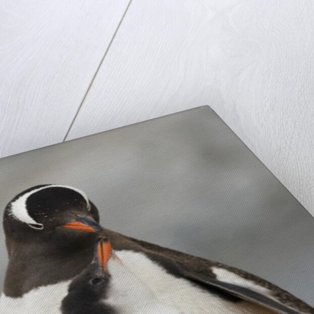 Gentoo Penguins by Anonymous