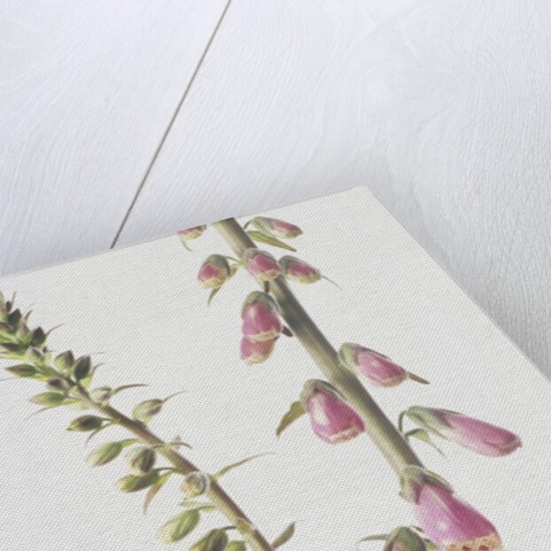 Lady's Glove by Anonymous