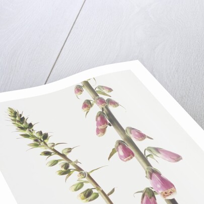 Lady's Glove by Anonymous