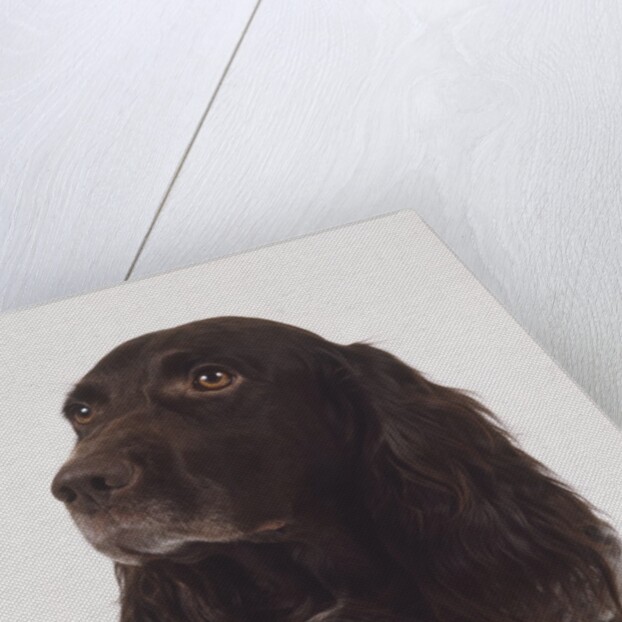 German Spaniel by Anonymous