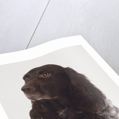 German Spaniel by Anonymous