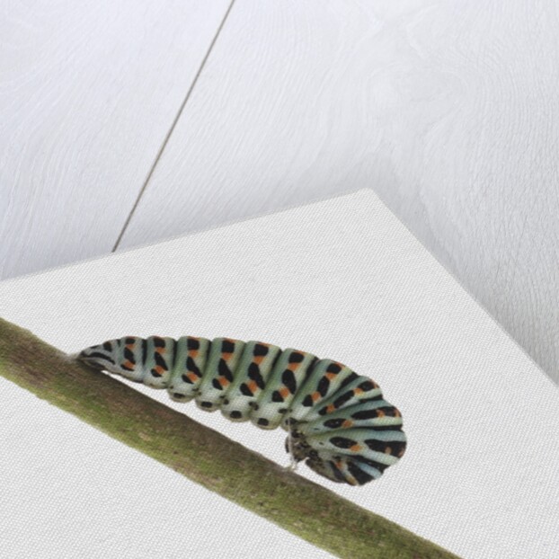 Caterpillar on Twig by Anonymous