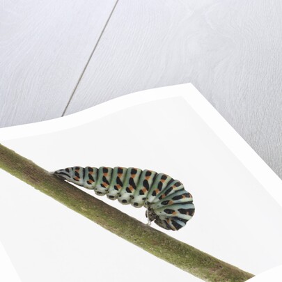 Caterpillar on Twig by Anonymous