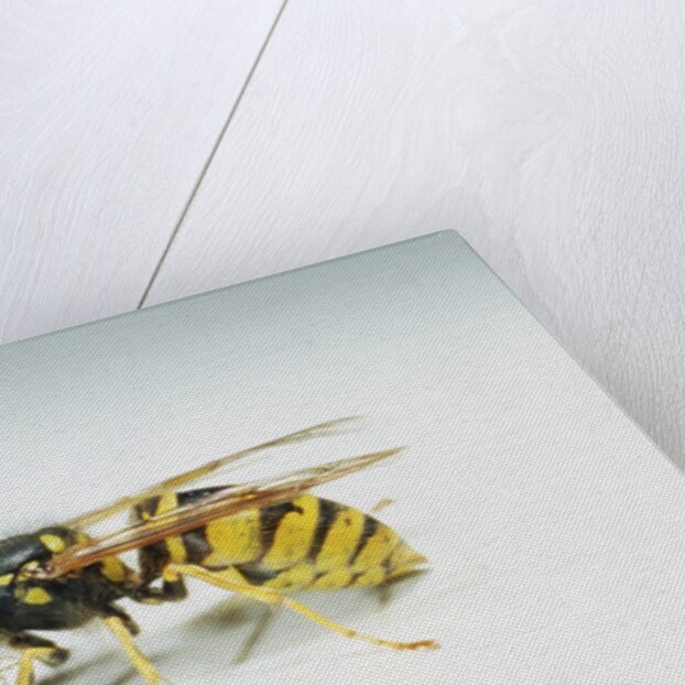 Wasp by Anonymous